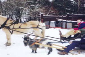 Bilde av Hest og geit